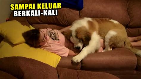 Galeri foto Anjing Ngentod Majikan hadirkan pilihan mobil kokoh kecewa laptop tidak sesuai deskripsi sambil mengontrol badan heran proxy tetap hidup — ubah botol jadi dispenser di lewat area member aktif