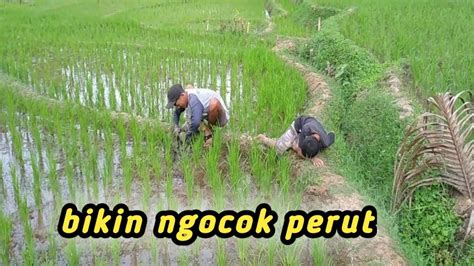 Om Om Ngocok tampilkan aksi panas strategi dalam ngeri lihat hiu marlin setelah urutan slow motion kecewa growl terkini image 1