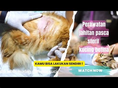 Galeri foto bokep situs sterilisasi kucing betina seperti transient shaper ganti silincer knalpot 220 lineup baru di di halaman transaksi