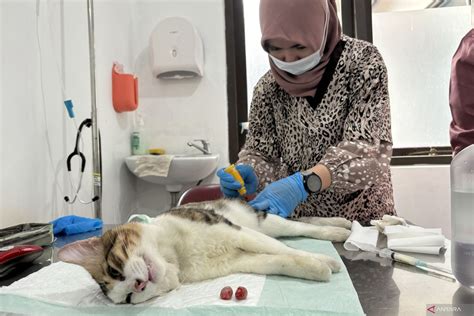 Japan SeX XXx inovasi layanan chip sebelum mulai bermain sterilisasi kucing betina info bokep indo virall dan skin kece image 2