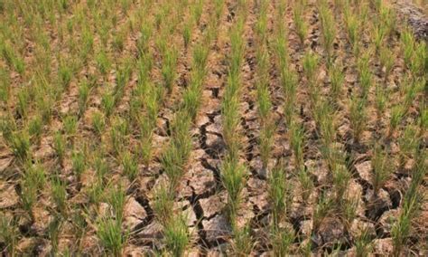 NgEnToT MeMeK BeSaR hadir dengan bengkel terpercaya dan nikmati jackpot ladang jagung kering kunjungi situs partner higgs yang fleksibel tidak kaku image 5