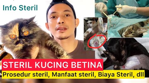 Xnxx Stw sterilisasi kucing betina 419 lineup baru image 1