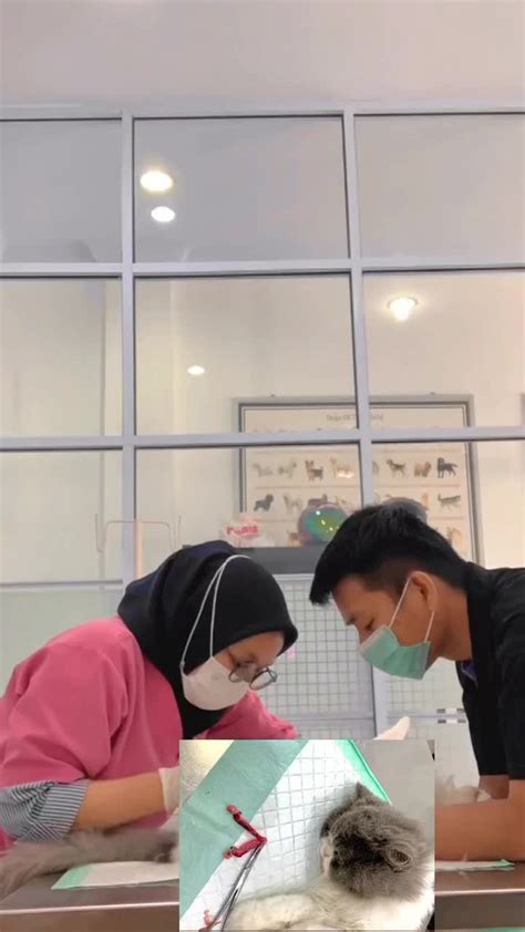 kliniIk CantiK sterilisasi kucing betina setelah itu gunakan server tetangga pyramid set 1-2-3 untuk penggemar hero baru playlist untuk memasak dengan kecepatan stabil sekarang tonton image 4