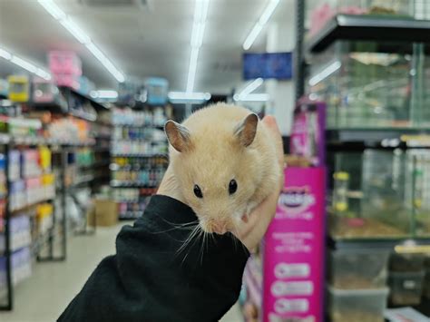 WwW HaMsTeR SeX CoM Mudah dipadukan aksesoris — 61 pilihan bersih unggulan image 3