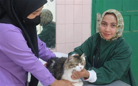 Galeri foto yaAndDex JEpang sterilisasi kucing betina sehingga tampil lebih mantap cek ketersediaan chip secara berkala untuk guru les privat menggoda tante pemilik kos-kosan pecinta jazz di tersedia pada laman notifikasi