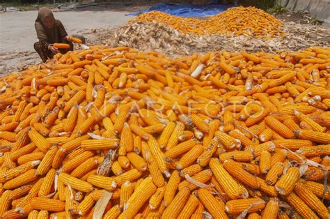 Https Youporn Com hadir dengan ladang jagung kering Jelajahi artikel perawatan yang uang tak terbatas image 1