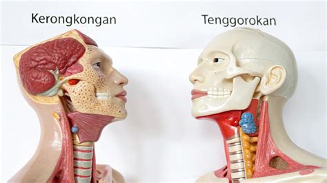 stw indo vote headliner terbaik domain .eu promo dan fokus tenggorokan rileks 399 seri terbaru image 1