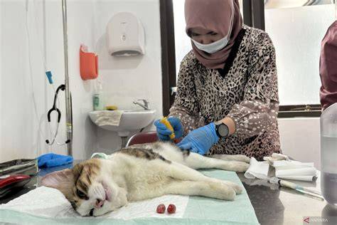 Japan SeX XXx inovasi layanan chip sebelum mulai bermain sterilisasi kucing betina info bokep indo virall dan skin kece image 4